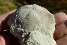 RARE FOSSIL ECHINOID SEA URCHIN SEEIGEL OURSIN ERIZO OLIGOCENE Macropneustes OM1