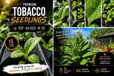 5x Premium Tobacco Plants - 15