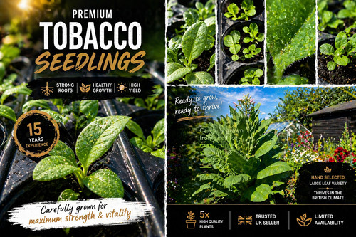 Premium tobacco plants - premium,