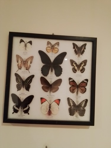 Butterfly taxidermy frame - butterfly,