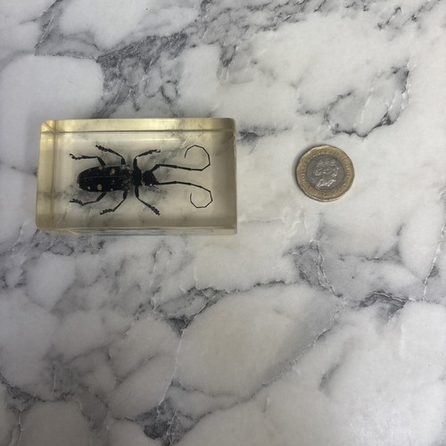 National geographic bugs - national,