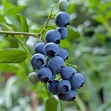 3 'Bluecrop' Blueberry Plants / Vaccinium cor. 'Bluecrop' 15-25cm In 9cm Pots