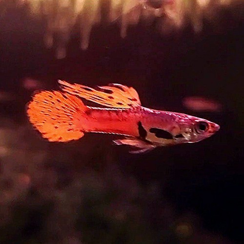 Rare original red - red, asian