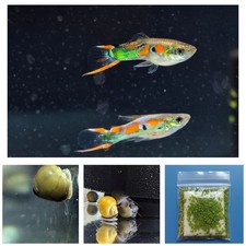 2 Male Wild Type Guppies, 1