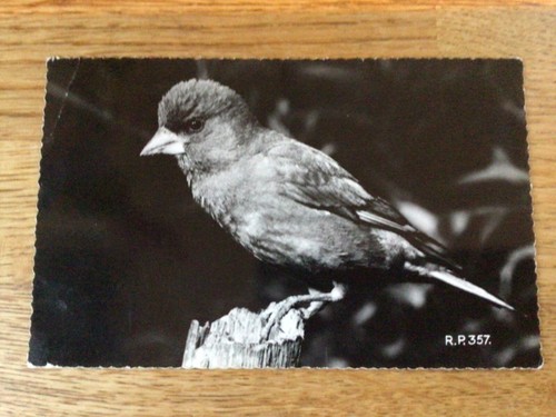 The greenfinch real - greenfinch,, photo