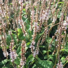 Persicaria Alba Junior White Flowering Outdoor Garden Ready Plants in Plant Pot