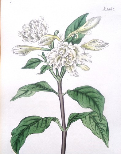 Original 1816 antique - original,