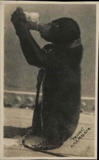 HMS MALAYA Ship Mascot Bear