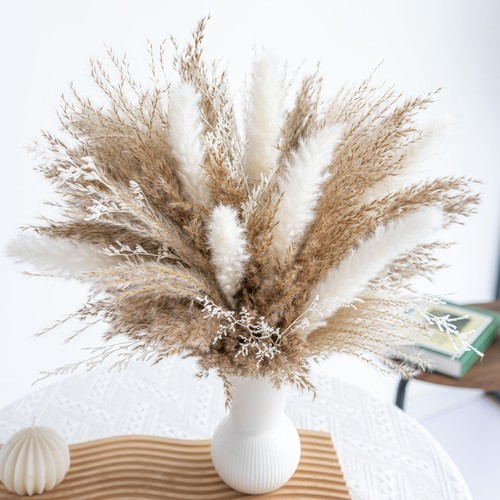 Fluffy dired reed grass boho - reed,