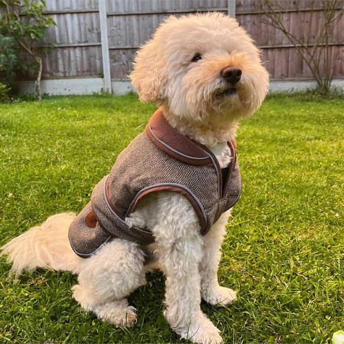Quality dog coat traditional - quality,