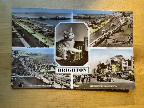 Postcard brighton and hove - and,