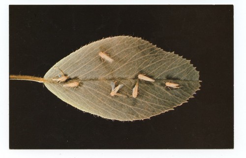 Potato insects sevin - potato,