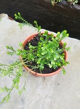 Clubmoss (Selaginella Kraussiana) established potted houseplant
