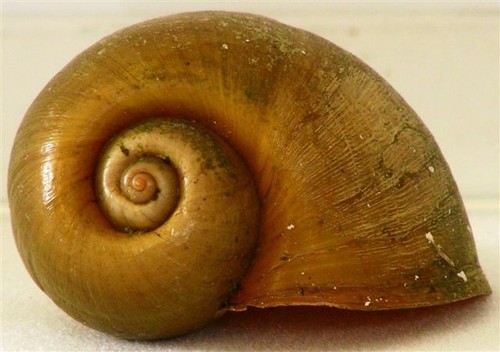 Natural apple snail shells - natural,