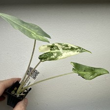 Alocasia Sarian Variegata Albo