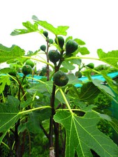 6ft inc. pot Hardy edible Fig