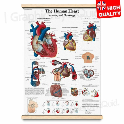 Human anatomy educational - human,