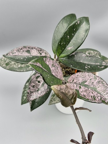 Rare find hoya - hoya, carnosa