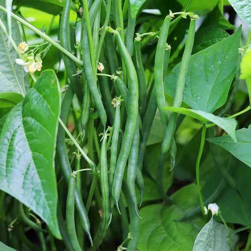 Climbing french bean blue - climbing, 'blue