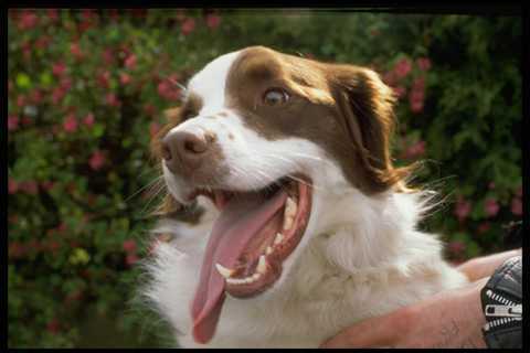 471017 mongrel dog photo - 471017, a4