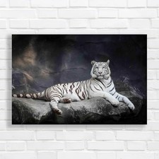 Wildlife big cat tiger - big,