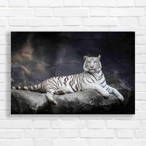 Wildlife big cat tiger - big,