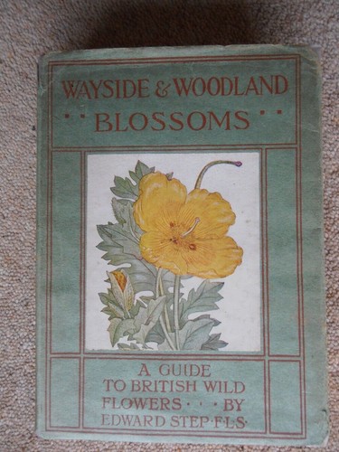 Wayside and woodland - wayside, blossoms