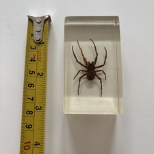 Real Common House Spider Theridiidae Clear Resin Taxidermy Animal Insect
