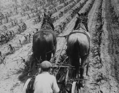 Farm worker guiding - worker, horse