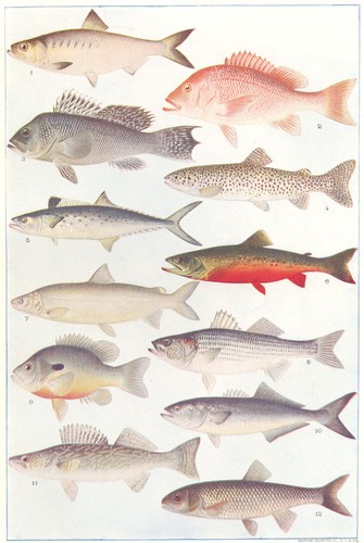 Fish alewife snapper striped - fish.,