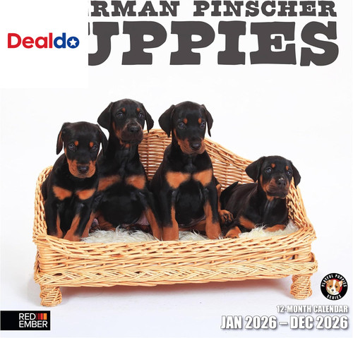 Doberman pinscher puppies - puppies, 2026