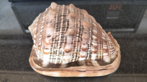 Beautiful large conch - beautiful, 6"