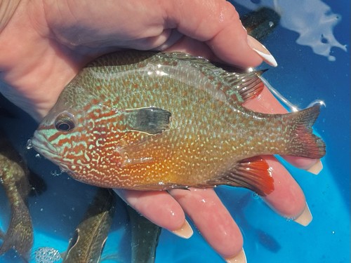 Longear sunfish 5 - longear,