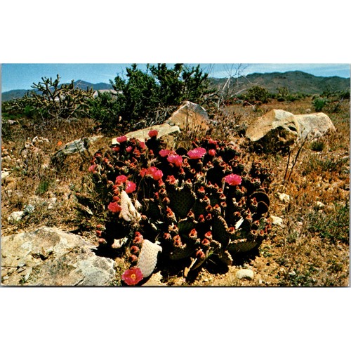 Beavertail prickly pear - prickly,
