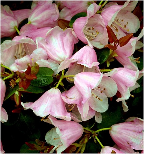 Dwarf rhododendron japonica - dwarf,