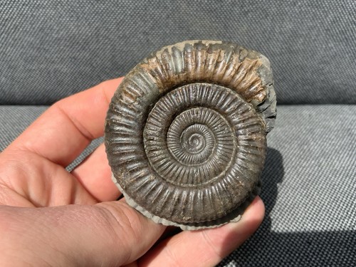 Dactylioceras jurassic - dactylioceras, sp.