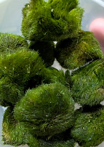 Marimo moss balls cladophora - moss,