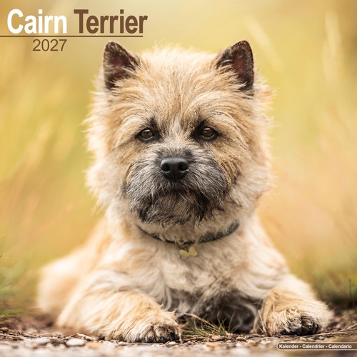 Cairn terrier 2027 calendar - cairn,