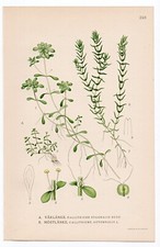 1926 Lindman Botanical Flower Print, Pond Water-Starwort (Callitriche stagnalis)