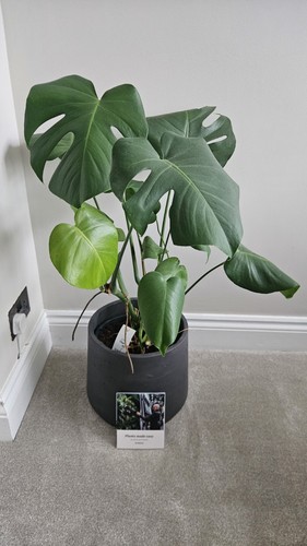 Monstera deliciosa houseplant - monstera,