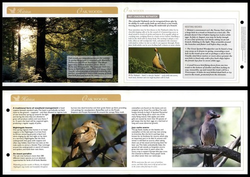 Oak woods habitat birds - oak,