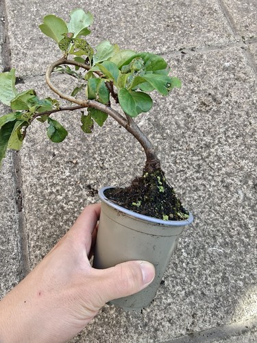 Bonsai stater chaenomeles - bonsai,