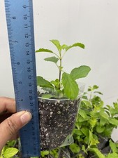 Tulsi Holy Basil plant