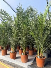 Phoenix Date Palm Tree 5ft+