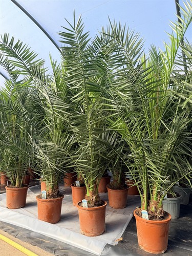 Phoenix date palm tree - palm, 5ft+