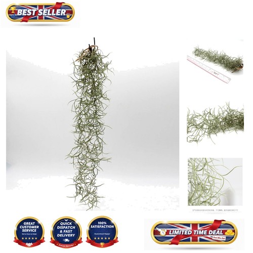Piece spanish moss - 50-piece,