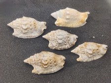 5 x Diana's Ears Shells for Hermit Crabs Homes Seashells (Large 5 - 7cm)
