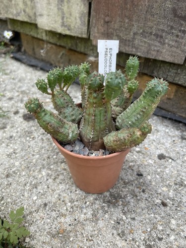 Euphorbia pseudoglobosa 9cm - euphorbia,