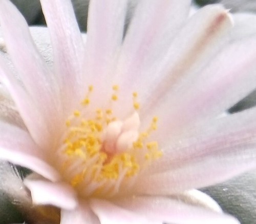 Rare exotic cactus seeds - exotic,