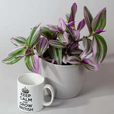 Tradescantia Nanouk - 13cm